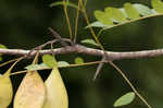 Water locust